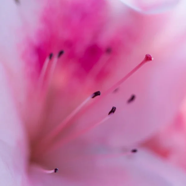 Mooie Roze Rhododendron Bloem Macro Foto — Stockfoto