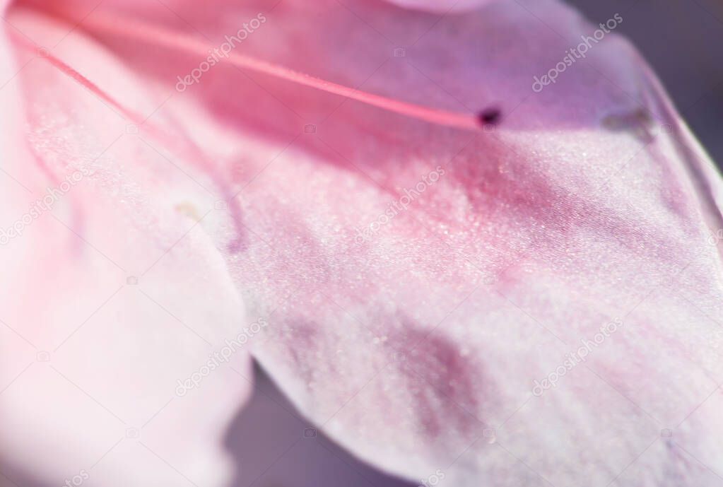 Beautiful pink Rhododendron flower macro photo
