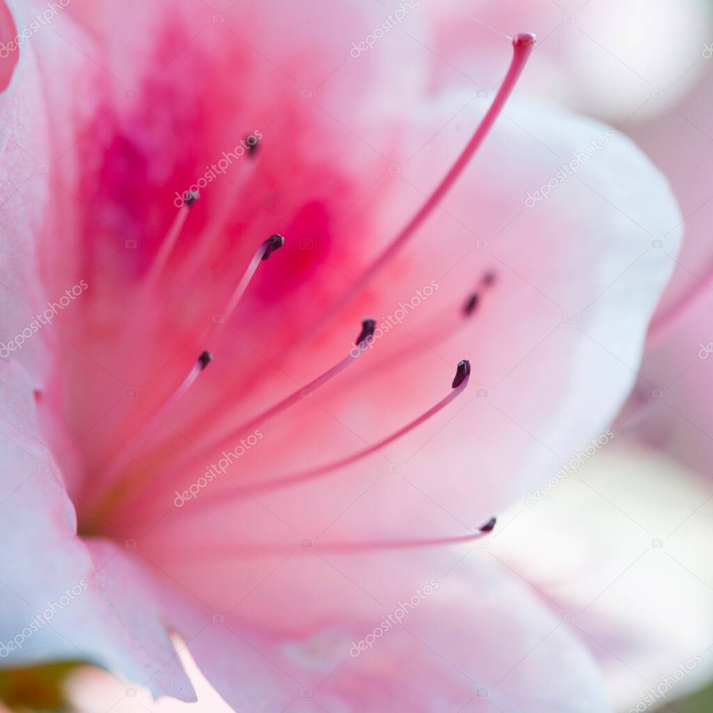 Beautiful pink Rhododendron flower macro photo