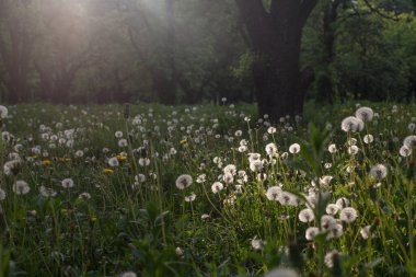 Gün batımında yeşil tarlada karahindiba