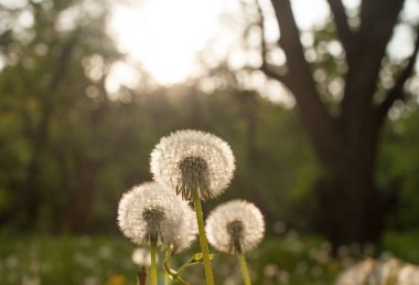Gün batımında yeşil tarlada karahindiba