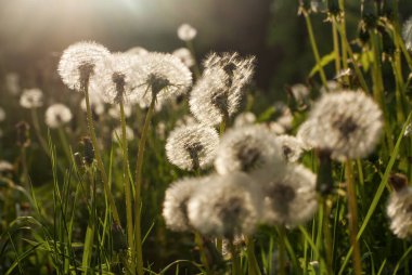 Gün batımında yeşil tarlada karahindiba