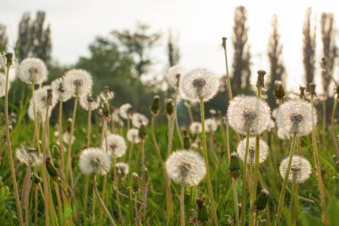 Gün batımında yeşil tarlada karahindiba