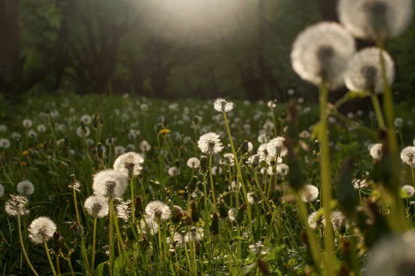 Pissenlit Dans Champ Vert Coucher Soleil — Photo