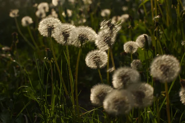 Paardebloem Groen Veld Bij Zonsondergang — Stockfoto