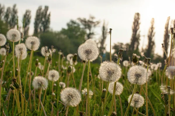 Paardebloem Groen Veld Bij Zonsondergang — Stockfoto