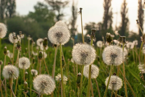 Pissenlit Dans Champ Vert Coucher Soleil — Photo