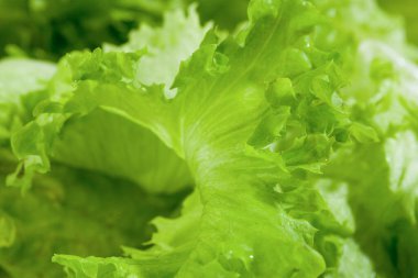 Taze yeşil marul salatası - sağlıklı yemek geçmişi