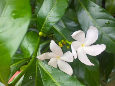 Varkala, Kerala, Hindistan 'da çekilen güzel Plumeria çiçekleri