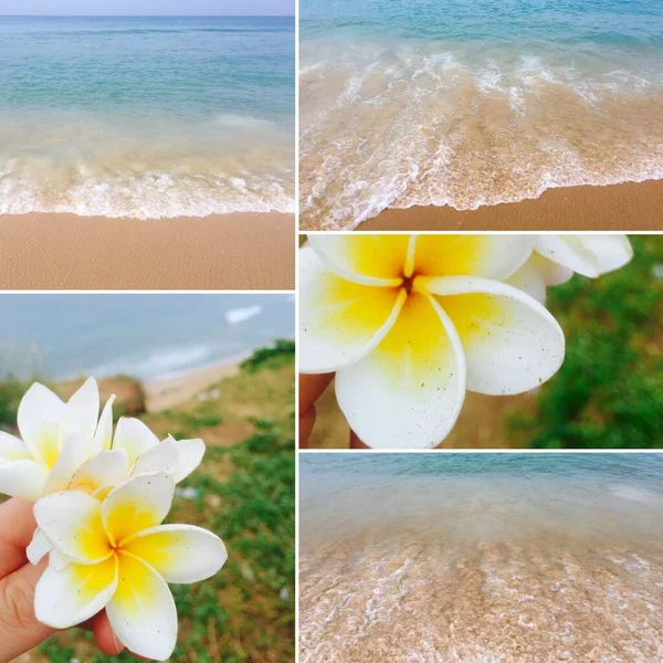 Beautiful Plumeria Flowers Sea Background Varkala Kerala India — Stock Photo, Image