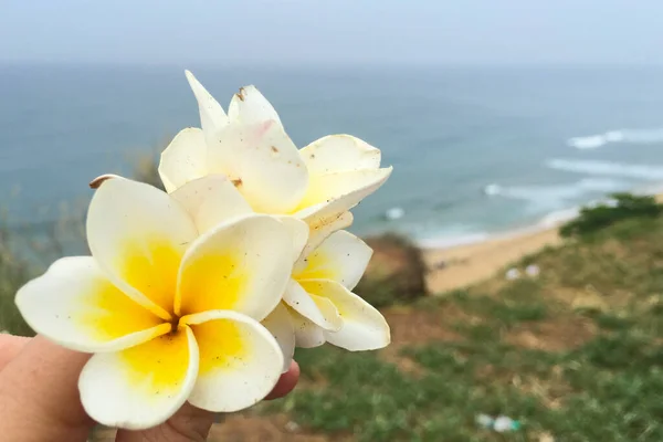 Beautiful Plumeria Flowers Sea Background Varkala Kerala India — Stock Photo, Image