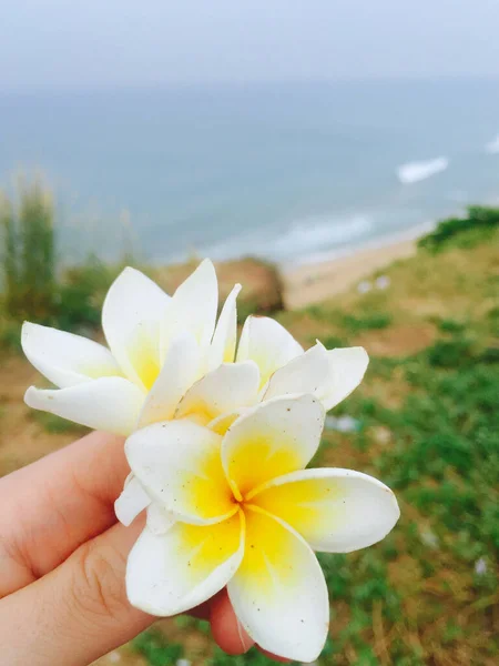 Beautiful Plumeria Flowers Sea Background Varkala Kerala India — Stock Photo, Image