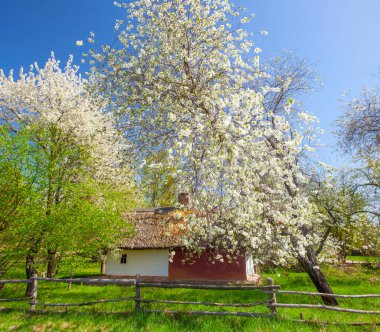 İlkbaharda Kyiv yakınlarındaki Pirogovo Müzesi, Ukrayna