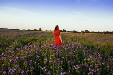 Violet Fas 'taki güzel genç kadın. Gün batımında çiçek tarlası.