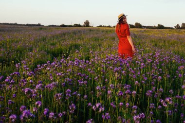 Violet Fas 'taki güzel genç kadın. Gün batımında çiçek tarlası.