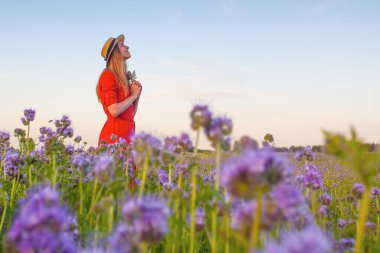 Violet Fas 'taki güzel genç kadın. Gün batımında çiçek tarlası.
