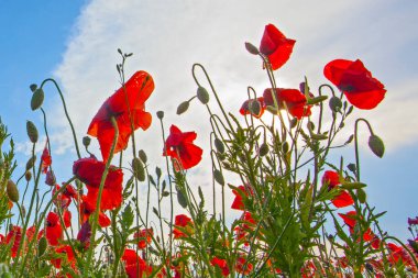 Mavi arkaplanda parlak kırmızı gelincik çiçekleri