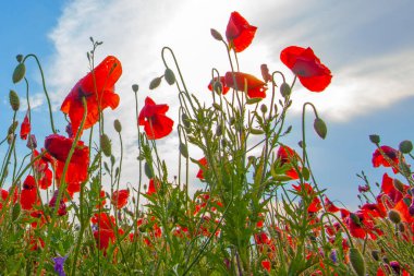 Mavi arkaplanda parlak kırmızı gelincik çiçekleri