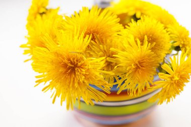 Taze sarı karahindiba parlak fincanda. 