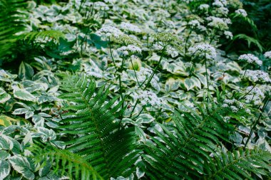 Yazın başında yeşil eğreltiotu ve diğer orman gezileri