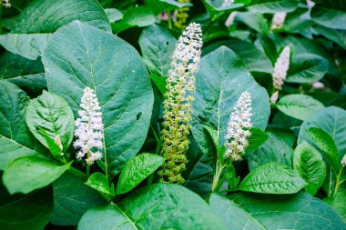 Yazın başlarında güzel orman çiçekleri ve çimenler