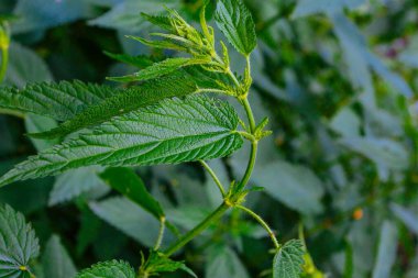 Haziran 'da bahçede taze yeşil ısırgan otu, yaz mevsimleri