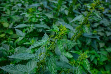 Haziran 'da bahçede taze yeşil ısırgan otu, yaz mevsimleri