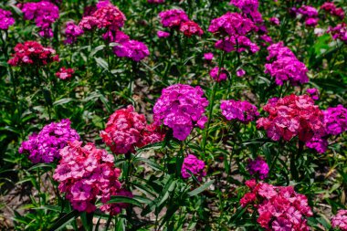 Yaz tarlasında vahşi pembe karanfiller, arka plan