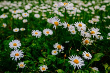 Vahşi papatya çiçekleri yaz başında alınır.