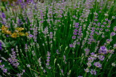 Güzel kokulu lavanta çiçekleri tarlada, botanik bahçesinde