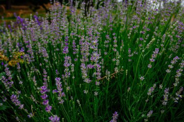 Güzel kokulu lavanta çiçekleri tarlada, botanik bahçesinde