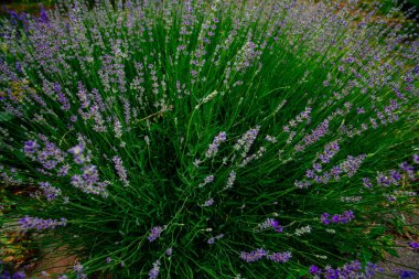 Güzel kokulu lavanta çiçekleri tarlada, botanik bahçesinde