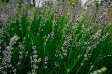 Güzel kokulu lavanta çiçekleri tarlada, botanik bahçesinde