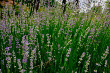 Güzel kokulu lavanta çiçekleri tarlada, botanik bahçesinde