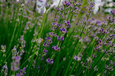 Güzel kokulu lavanta çiçekleri tarlada, botanik bahçesinde