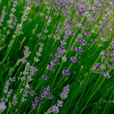 Güzel kokulu lavanta çiçekleri tarlada, botanik bahçesinde
