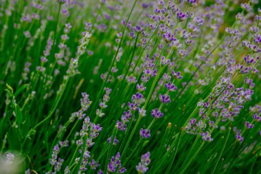 Güzel kokulu lavanta çiçekleri tarlada, botanik bahçesinde
