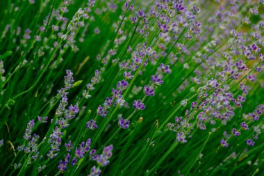 Güzel kokulu lavanta çiçekleri tarlada, botanik bahçesinde