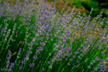 Güzel kokulu lavanta çiçekleri tarlada, botanik bahçesinde
