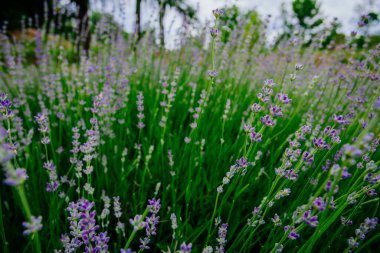 Güzel kokulu lavanta çiçekleri tarlada, botanik bahçesinde