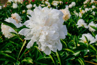 Yazın botanik bahçesinden alınmış güzel şakayık çiçekleri.