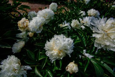 Yazın botanik bahçesinden alınmış güzel şakayık çiçekleri.