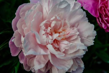 Yazın botanik bahçesinden alınmış güzel şakayık çiçekleri.