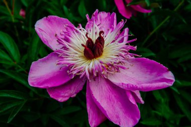 Yazın botanik bahçesinden alınmış güzel şakayık çiçekleri.