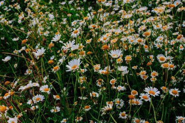 Vahşi papatya çiçekleri yaz başında alınır.