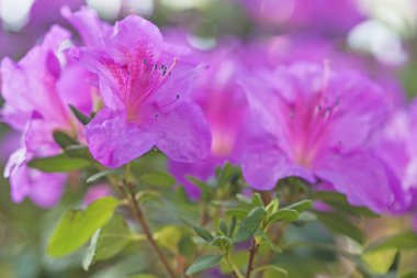 Güzel pembe Rhododendron çiçekli makro fotoğraf