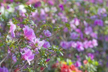 Bahçedeki güzel pembe Rhododendron çiçeği