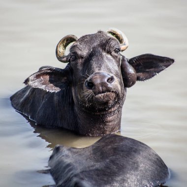 Ganga nehrinde banyo yapan kutsal inekler, Varanasi, Hindistan