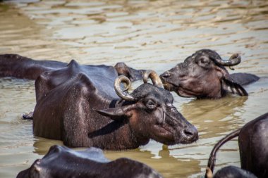 Ganga nehrinde banyo yapan kutsal inekler, Varanasi, Hindistan