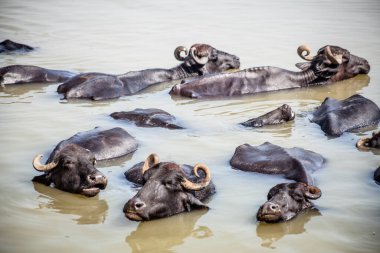 Ganga nehrinde banyo yapan kutsal inekler, Varanasi, Hindistan